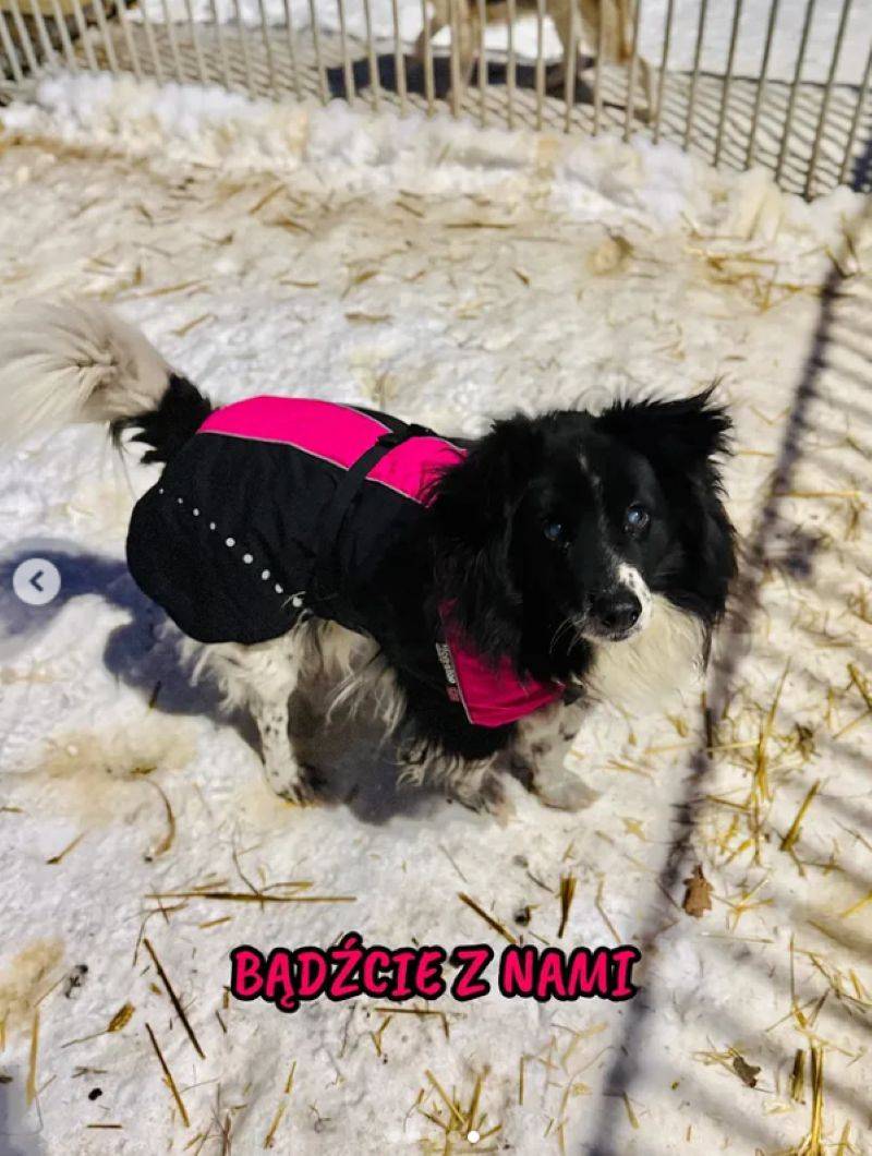 doda pomaga pieskom/Instagram/dodaqueen/schronisko_celestynow_official