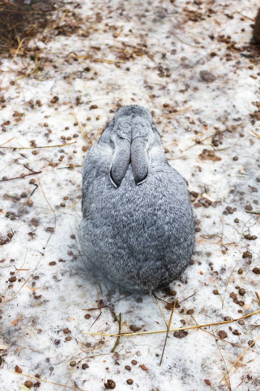 Najgorsza rzecz, jakiej ludzie nie chcieliby znaleźć w jedzeniu to…