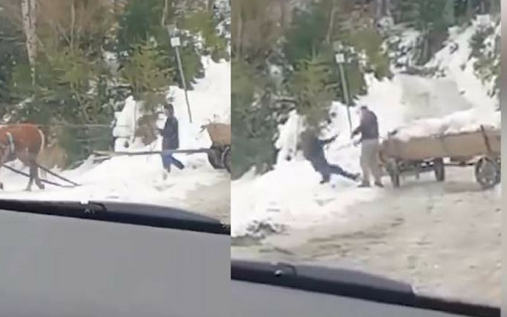 SZOK! Przypadkowy mężczyzna uratował konia: fiakier jeszcze go uderzył lejcami