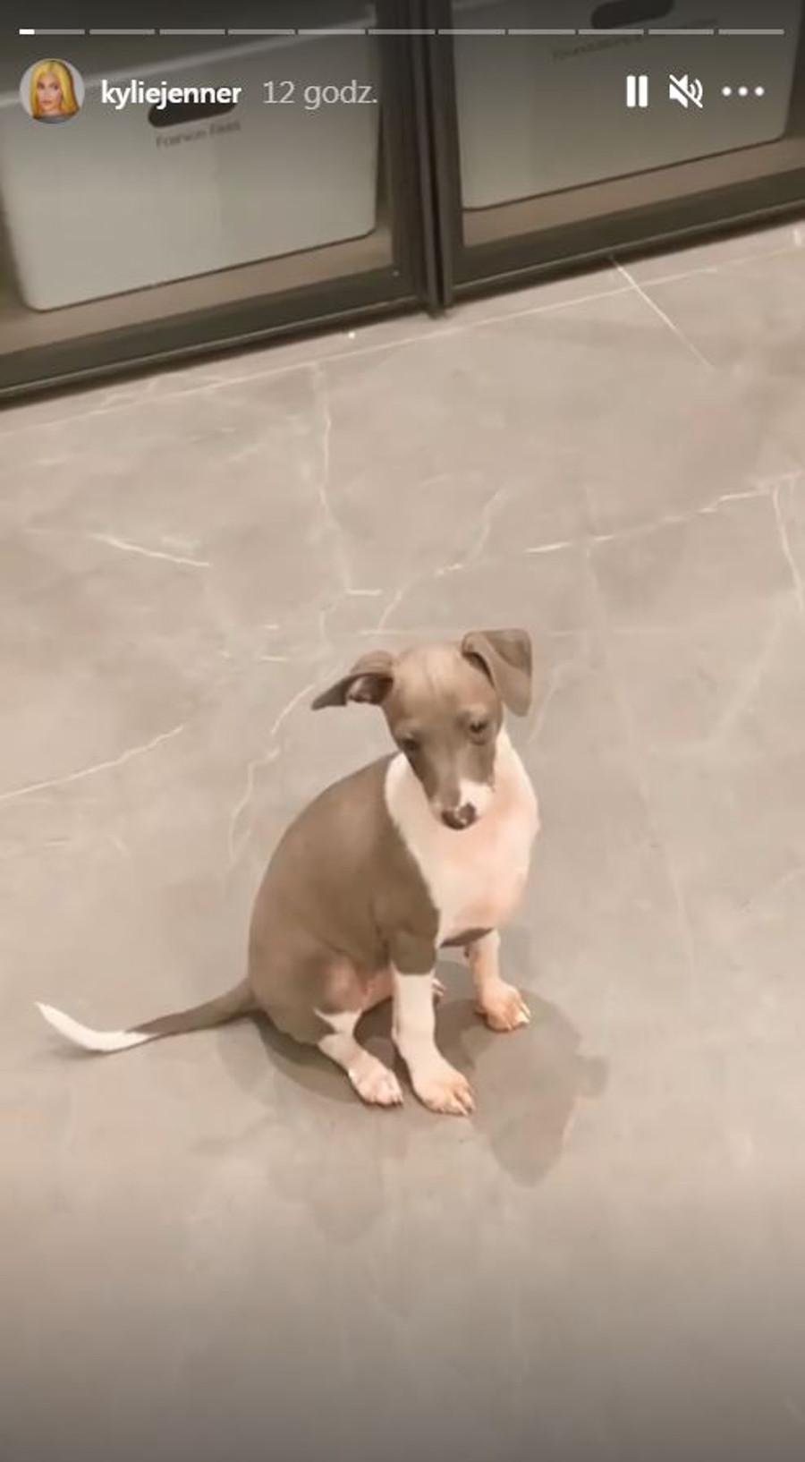 Kylie Jenner pokazała nowego szczeniaka. 