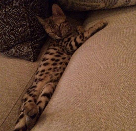 Charli – bengaliski kot Kourtney Kardashian