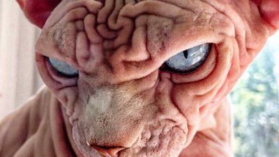 Tak DZIWNEGO kota jeszcze nie widzieliśmy (ZDJĘCIA)