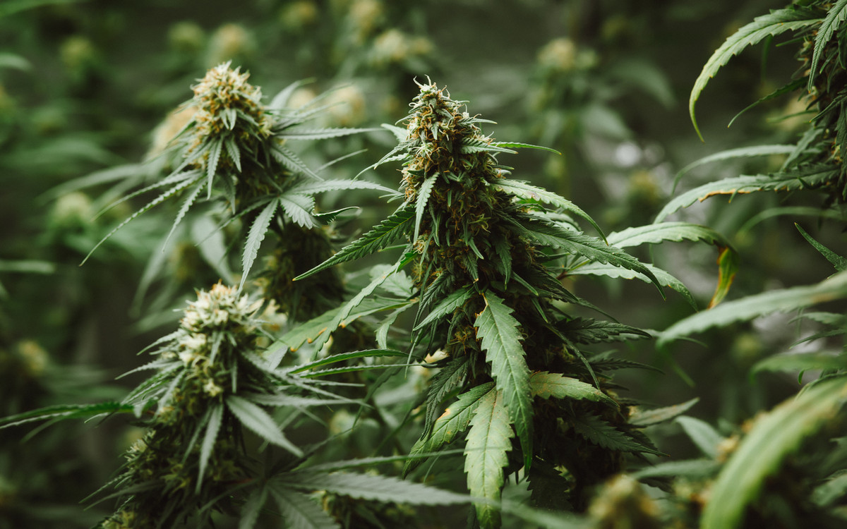 Czy w Polsce można legalnie kupić medyczną marihuanę? Odpowiadamy!