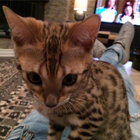 Charli – bengaliski kot Kourtney Kardashian