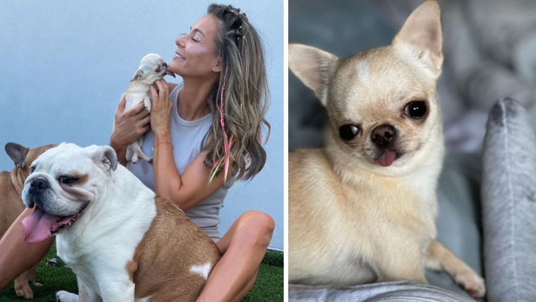 Małgorzata Rozenek ujawnia, co stało się z jej psem Franceska