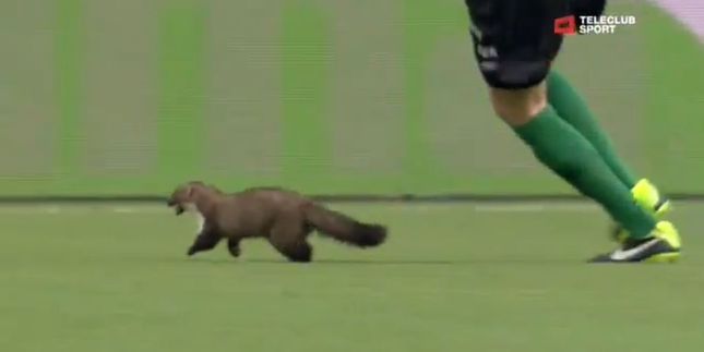 lasiczka-na-boisku-R1