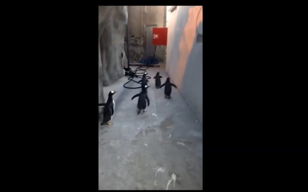 Czy te pingwiny naoglądały się kreskówek? [VIRAL]