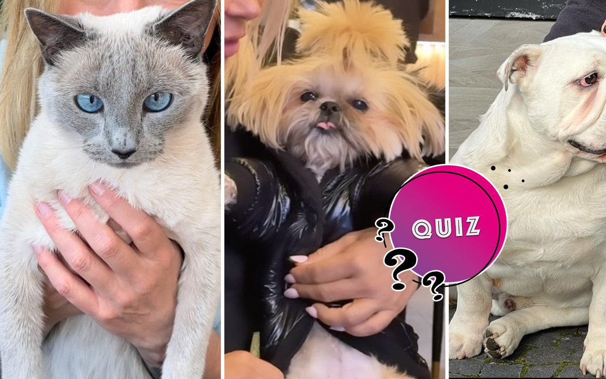 Czyj to zwierzak? Na pewno rozpoznasz od Małgorzaty Rozenek, a Lewandowskiej?