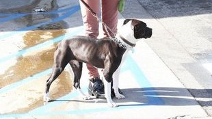 Sharon Stone na spacerze z pupilem (FOTO)