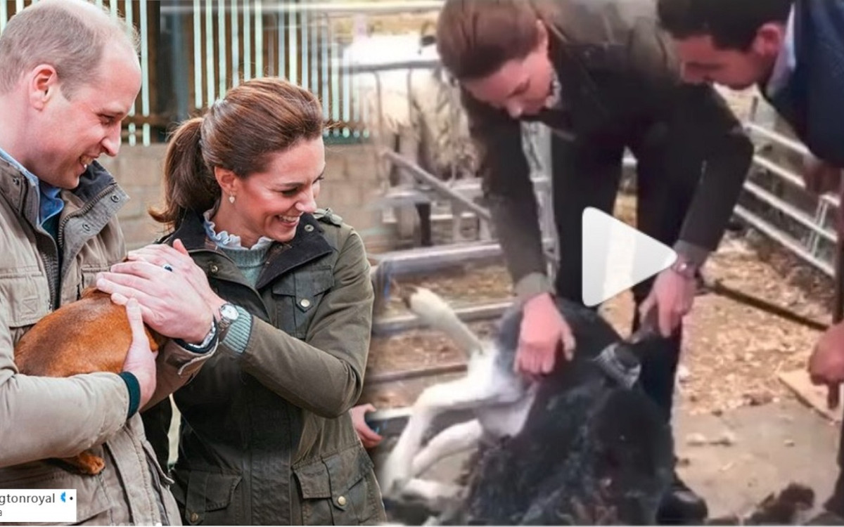 William i Kate strzygą owce na farmie (WIDEO) – po kryzysie ani śladu? Już dawno nie widzieliśmy ich tak wesołych!