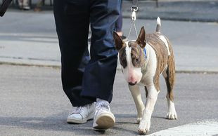 Buzi-buzi ze swoim bulterierem (FOTO)