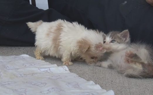 Wzruszająca przyjaźń czworonogów, które miały pod górkę