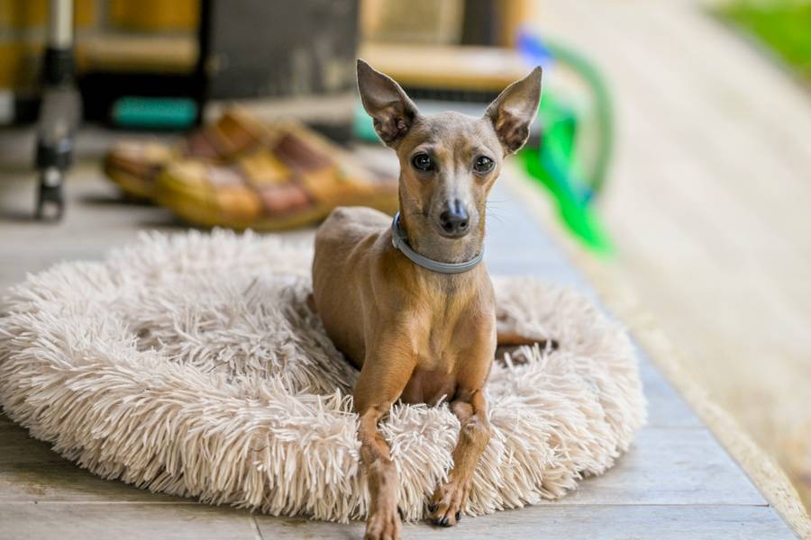 Pies Doroty Kamińskiej, fot. AKPA.