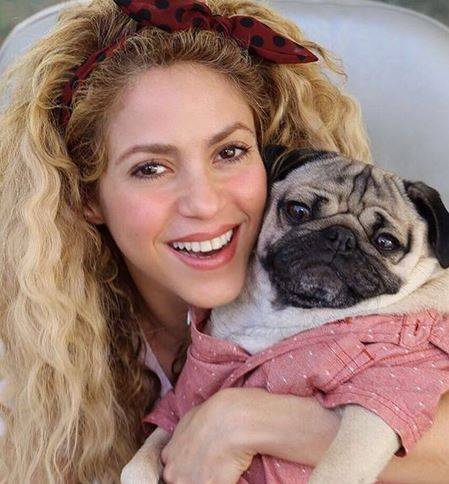 KOSZMAR! Shakira STRACI swoje piękne włosy?