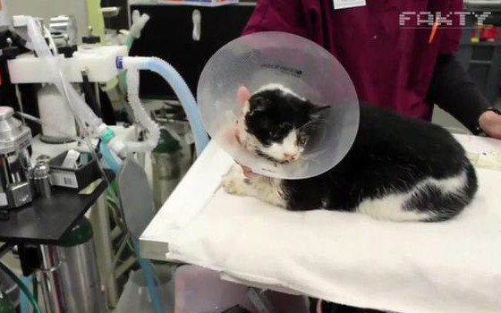 Pogrzebali kota w ziemi. Po pięciu dniach wrócił do nich