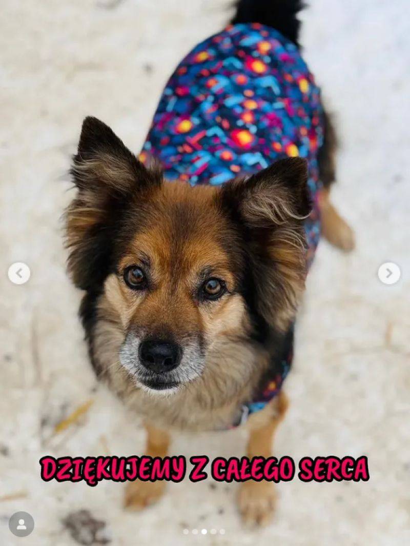 doda pomaga pieskom/Instagram/dodaqueen/schronisko_celestynow_official