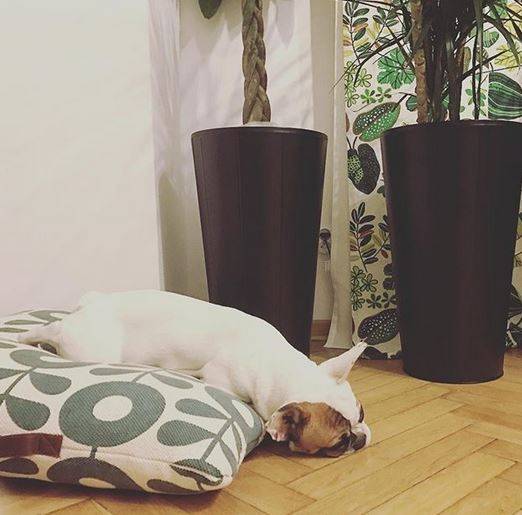 Jak mieszka Dorota Szelągowska?