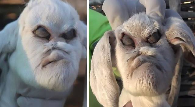 Koźlę z pyskiem diabła? Właściciel stada kóz oniemiał, gdy zobaczył tę deformację