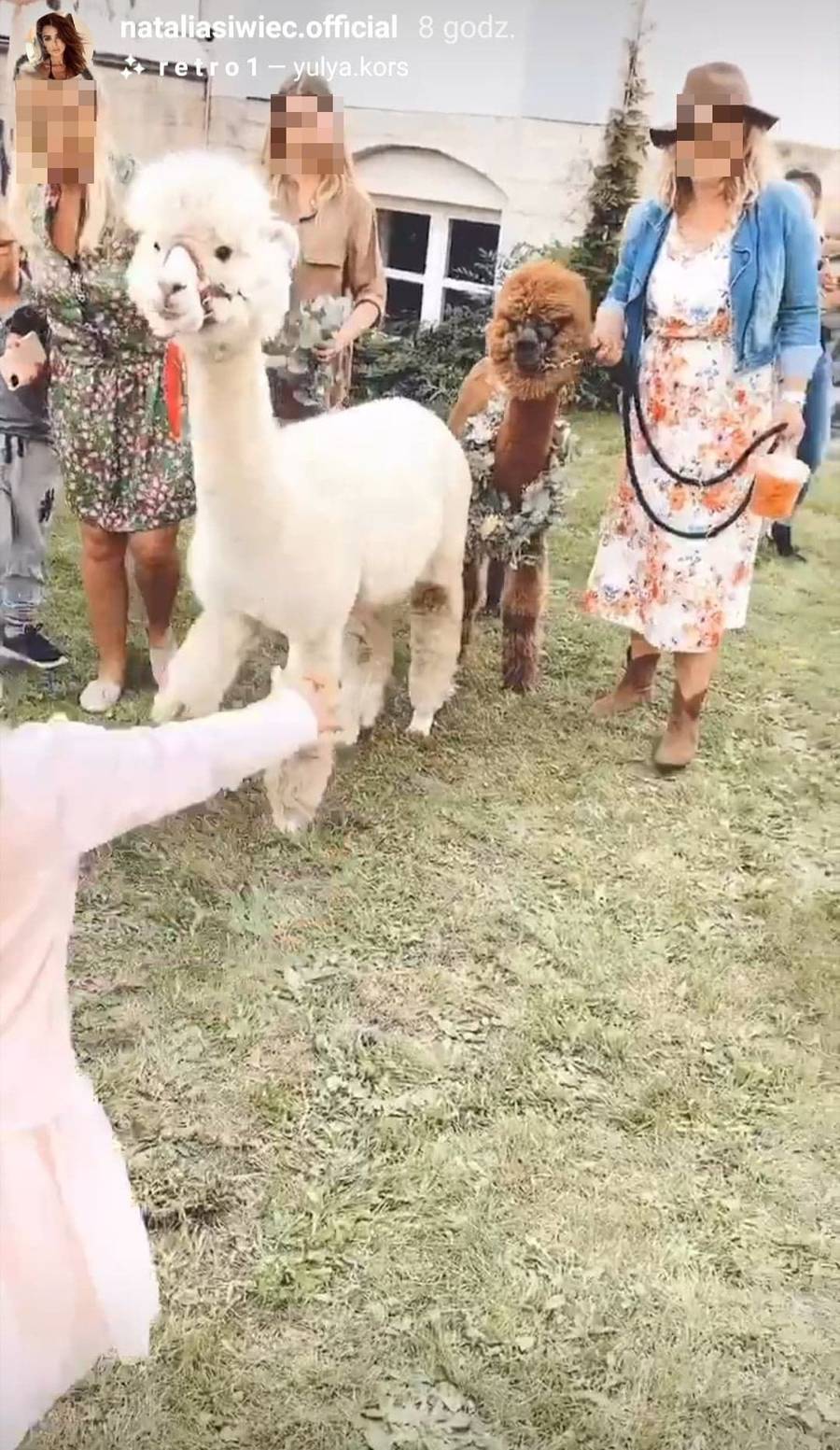 Alpaki na urodzinach córki Natalii Siwiec