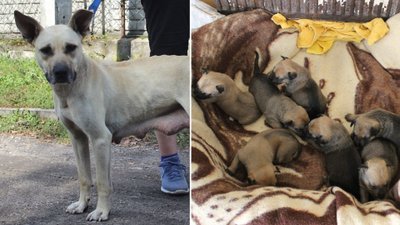 WAŻNE! Porzucona suka z siedmiorgiem szczeniąt, schronisko szuka pseudoczłowieka
