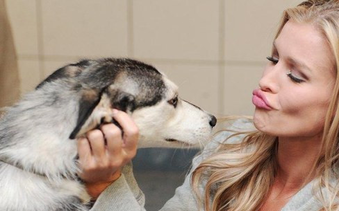 Joanna Krupa rozwozi psy ze schroniska (FOTO)