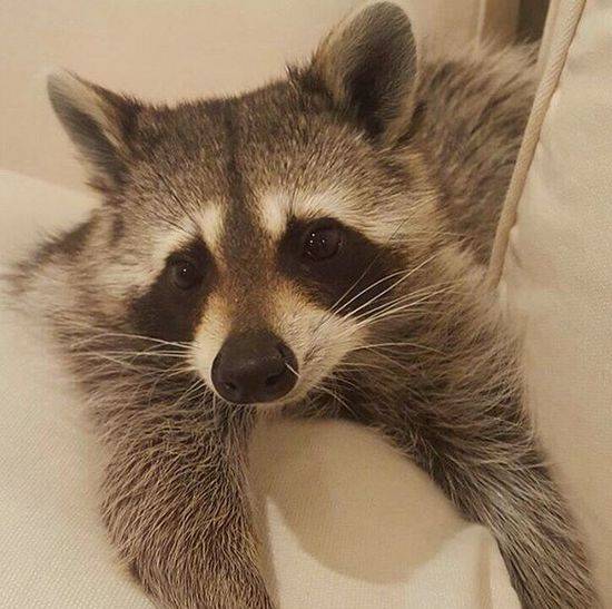 Pumpkin The Raccon, czyli szop, który myśli, że jest psem