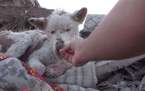 Łzy same napływają do oczu – oto historia bezdomnego psa