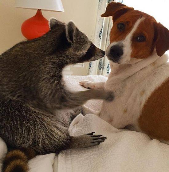 Pumpkin The Raccon, czyli szop, który myśli, że jest psem