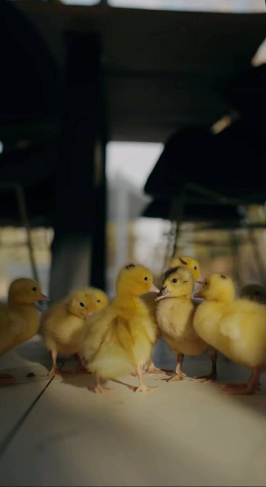 Klaudia Halejcio ozdobiła willę na Wielkanoc