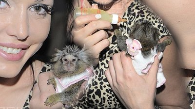 Agnieszka Orzechowska adoptowała… małpkę (FOTO)