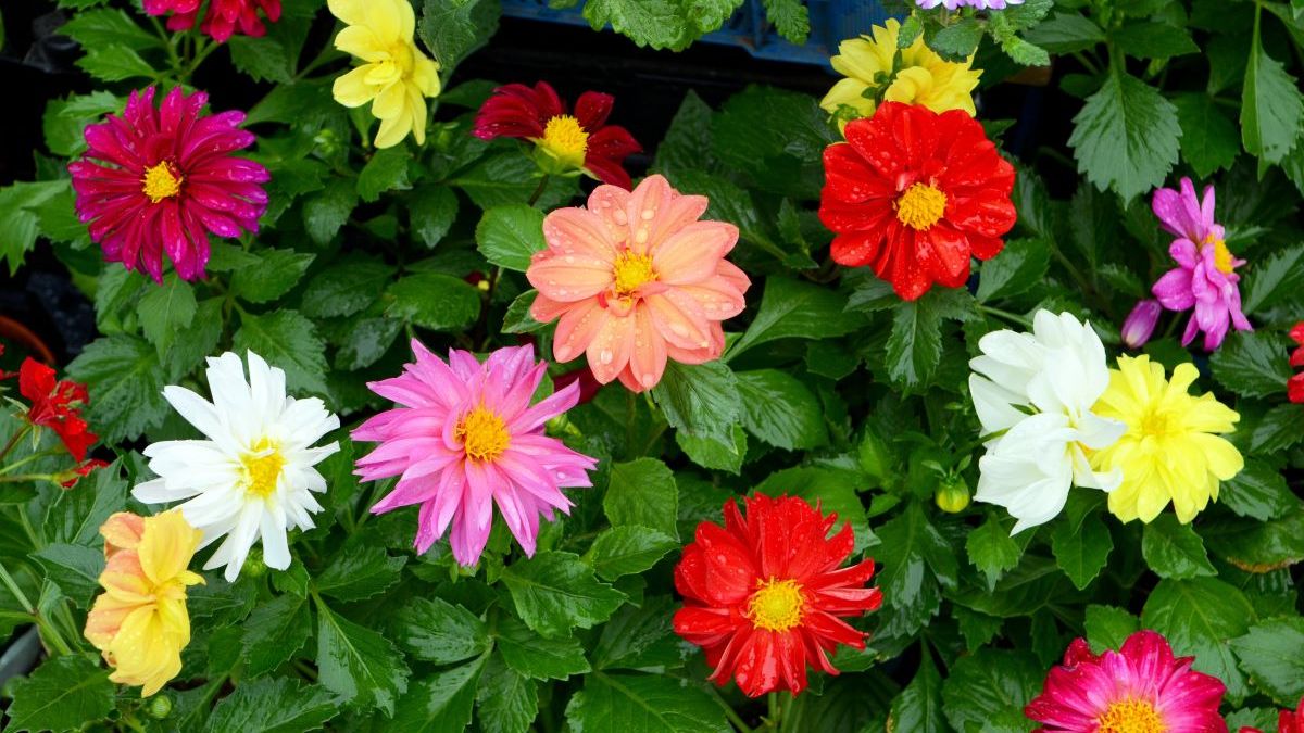 Najlepsze sadzonki kwiatów na wiosnę – co warto posadzić w ogrodzie?