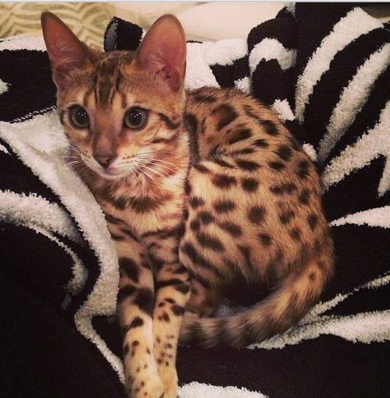 Charli – bengaliski kot Kourtney Kardashian